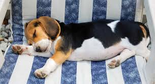 New born puppies whose momma can't care for them need a lot of extra help. Your Beagle Puppy Everything You Need To Know