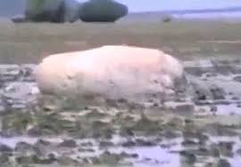 Tsunami surging to yume messe miyagi the japanese text is followed by an english translation.仙台市・宮城野区にあるコンベンション施設「み. Bizarre Creature Washed Up In Aftermath Of Japanese Tsunami Goes Viral After Survivor Releases Footage World News Mirror Online