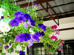 Jual bibit sengon denpasar 3. Jual Benih Tanaman Hias Gantung Benih Toko