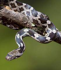 Black Rat Snake Juvenile Rat Snake Black Rat Black Mamba Snake