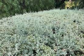 Image result for Rhagodia