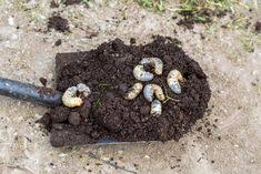 Engerlinge Die Kaferlarven Bestimmen Bekampfen Plantura Engerlinge Schadlinge Im Garten Schnecken Im Garten