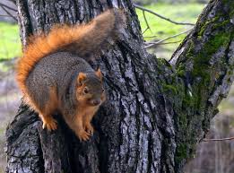 Not only is it good for diy and home improveme. Curious Squirrel Jigsaw Puzzle In Puzzle Of The Day Puzzles On Thejigsawpuzzles Com Squirrel Jigsaw Puzzles Animals