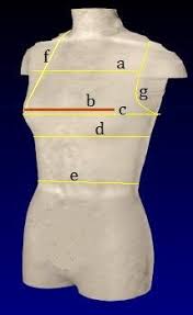 2 Measurement Input Parameters A Across Chest Width B Bust Girth Download Scientific Diagram Regular chest exercises will quickly transform your bust, making it more pert. across chest width b bust girth