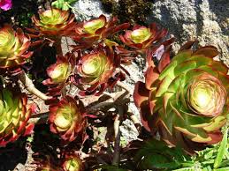Aeonium Cyclops Giant Red Aeonium World Of Succulents Cactos E Suculentas Suculentas Jardinagem