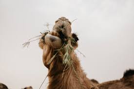Dubai sunrise in desert /dune bashing +camel ride. United Arab Emirates Dubai Portrait Of Chewing Eating Camel Lhpf00533 Letizia Haessig Photography Westend61
