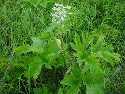 Image result for Heracleum