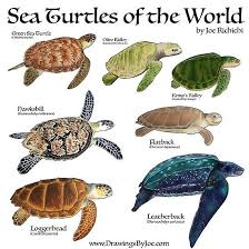 Sea Turtles Of The World Poster By Artwork By Joe Richichi Sea Turtle Baby Sea Turtles Sea Turtle Art