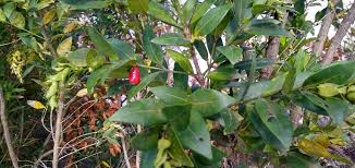 Image result for Pouchetia baumanniana