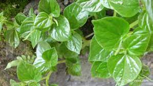 Check spelling or type a new query. Bisa Membantu Menurunkan Darah Tinggi Ini Manfaat Daun Sirih Cina Untuk Kesehatan