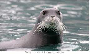 Check spelling or type a new query. Dahsyat Inilah Rahasia Kumis Anjing Laut Halaman 1 Kompasiana Com