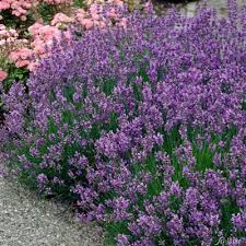 See more of lavendel garten on facebook. Lavendel Munsteadt Von Garten Schluter Auf Blumen De Kaufen
