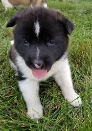 German sheperd akita mix puppy. Craigslist For Japanese Akita Inu Puppies For Sale The Y Guide