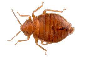 Bed bugs belong to the family cimicidae and class insecta. Mazaya Best Pest Control Pest Control Company In Abu Dhabi