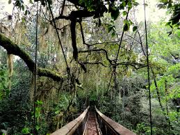 13 enchanting places in florida you never knew existed places in florida ravine gardens state park visit florida 13 enchanting places in florida you