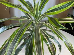 Image result for Dracaena
