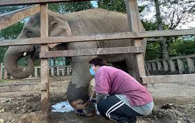 Elephant Nature Park added a new photo. - Elephant Nature Park