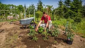 Terra Preta Schwarze Erde Selbst Herstellen In 2020 Pflanzen Gemuseanbau Gartenboden