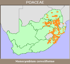 Image result for Monocymbium