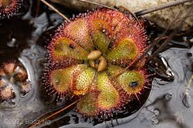 Image result for Drosera pilosa