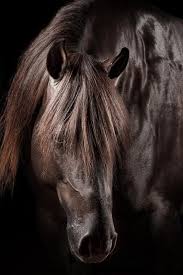 Black And Brown Horse Like Share My New Page Photo Anatoli Promahon Eleftherias Str Opposite Famagusta Club Email Anatoli Logos Cy Ne Horses Pretty Horses Beautiful Horses