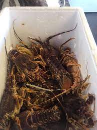 Hout bay holiday rentals flights to hout bay hout bay restaurants hout bay attractions hout bay shopping. Hooked On Africa Fresh Fish Market Hout Bay Hooked On Africa Fishing Charters Cape Town