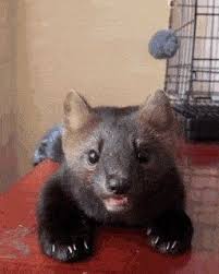 This Russian Sable That An Influencer Rescued From A Fur Farm Eyebleach In 2020 Cute Animal Photos Cute Animals My Animal