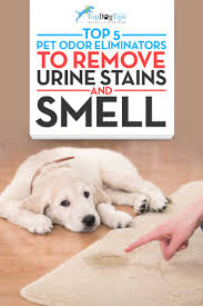Conclusions for dog urine smell and spots removal. Top 5 Best Pet Odor Eliminator For Removing Dog S Urine Smell 2020