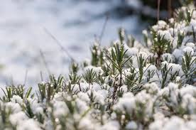 1.1 welche inhaltsstoffe hat lavendel? Lavendel Sicher Uberwintern Hausinfo
