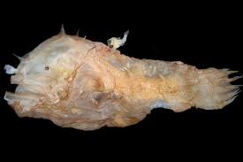 Ugliest Fish In 2020 Angler Fish Deep Sea Fishing Fish