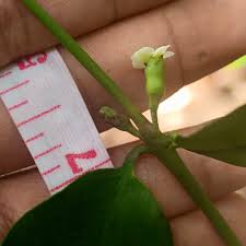 Image result for Pyrostria