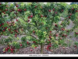 Unlike regular fruit trees, dwarf fruit trees will only grow to be about 8 ft tall. How To Train Espalier Dwarf Apple Tree Youtube