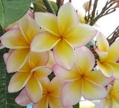 Pin On Edible Flowers