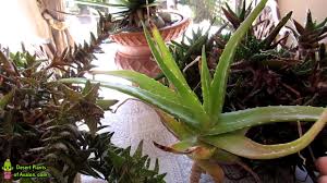 Aloe vera requires very little effort in terms of pruning and trimming. How To Prune Dead Leaves From Aloe Plants Youtube