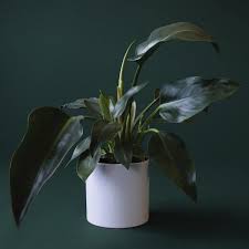 Topsoil is used for planting in the garden, potting soil (also called potting mix) is used in containers. Philodendron Congo In 2021 Philodendron House Plants Plants