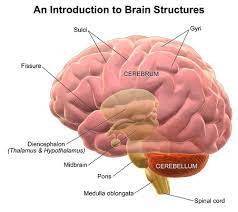 Difference Between Brain Facts Brain Images Brain Structure