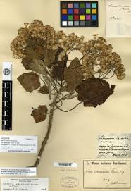 Image result for Senecio aetfatensis