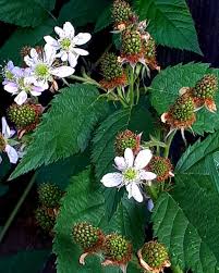 Die sektion umfasst mehrere tausend arten, allein in europa. Nicht Mehr Lange Garden Gardeninspiration Garten Gartenarbeit Nutzgarten Beeren Blackberry Bluhen Blute Brombeeren Gartenarbeit Garten Natur