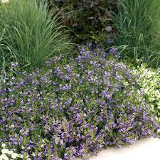Image result for Scaevola
