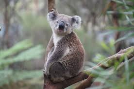 We did not find results for: The Un Bearly Facts About Koala Bears