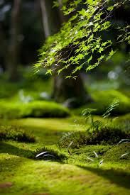 Mossy Garden Jardin De Mousse Jardin Japonais Vert