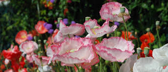 Maybe you would like to learn more about one of these? San Diego Floral Association Balboa Park