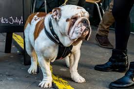 Full of your typical bulldog attitude, she loves to be held and always wants attention. Inbreeding Has Destroyed The English Bulldog S Genetic Diversity New Scientist
