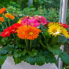 Image result for Gerbera jamesonii
