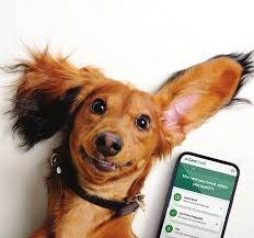 What's the lifetime cost of care for pets?