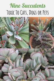 We did not find results for: 9 Succulent Plants Toxic To Cats Dogs Or Pets Succulent Plant Care