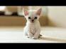 Devon Rex Kittens For Sale In Oregon