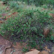 Image result for Rhoicissus digitata