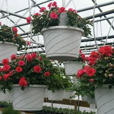 Flowers by grace cass city mi. Flowers Galore More Home Facebook