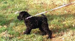 Check spelling or type a new query. United States Kerry Blue Terrier Club Inc Lead Training For Puppies